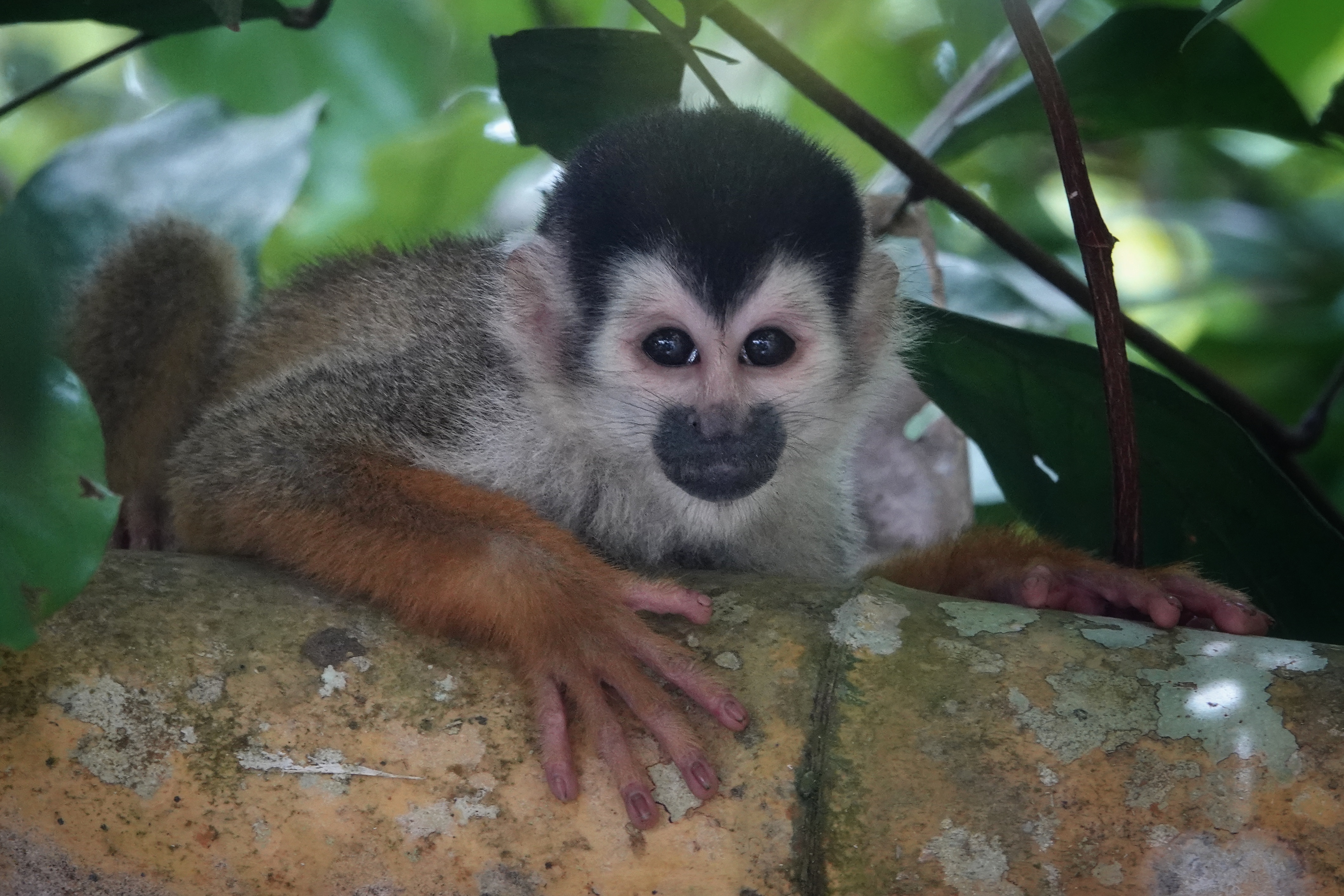 Singe saïmiri